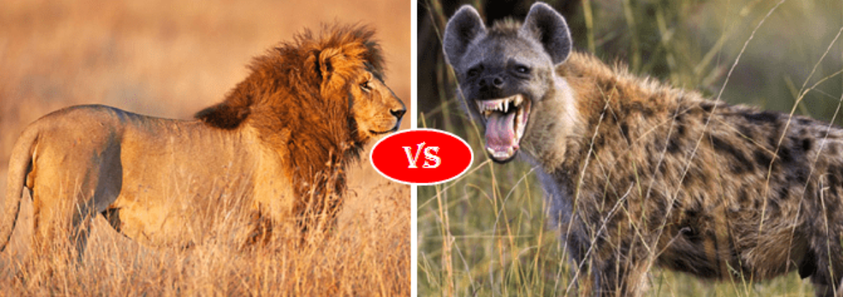 African Lion Vs Hyena Fight Comparison Who Will Win