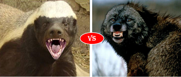 wolverine-vs-honey-badger-1 - Animals Comparison