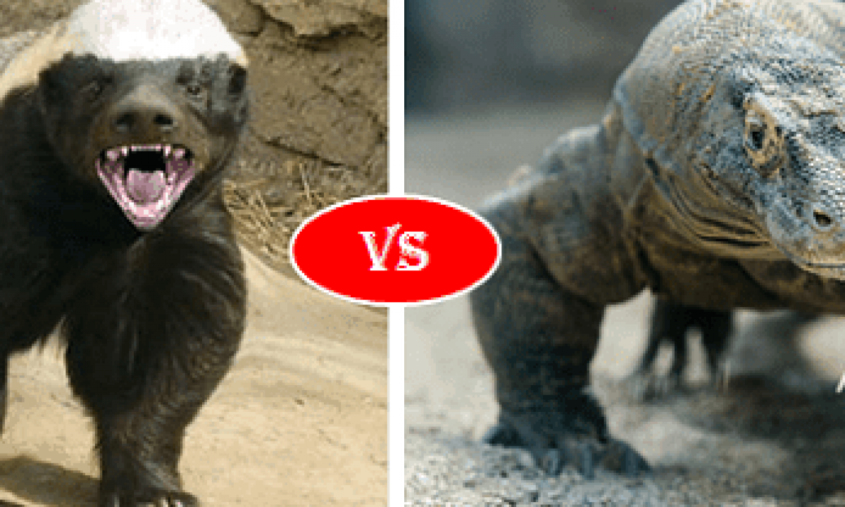 Komodo Dragon Vs Honey Badger