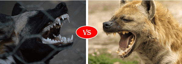 African Wild Dog Vs Hyena Fight comparison, who will win?