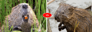 Beaver vs Muskrat - Animals Comparison