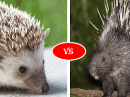 Porcupine Vs Hedgehog Fight Comparison- Who Will Win? Porcupine vs HedgeHog