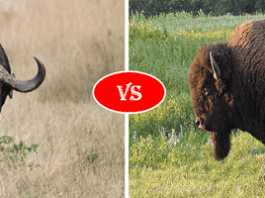 Bison Vs Buffalo Fight Comparison – Who Will Win? buffalo vs bison