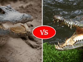 Alligator Vs Crocodile Fight Comparison- Who Will Win? alligator vs crocodile