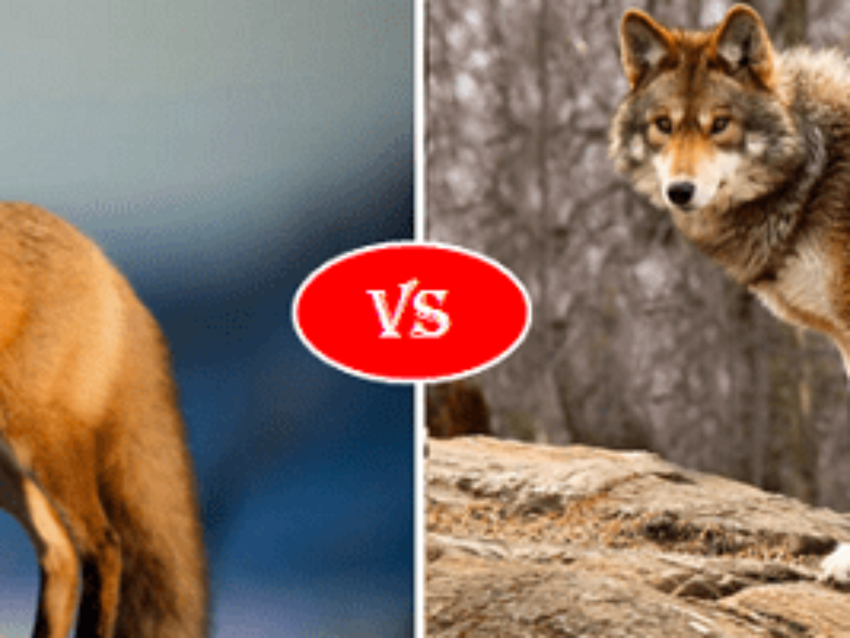 Fox Vs Coyote Fight Comparison Who Will Win