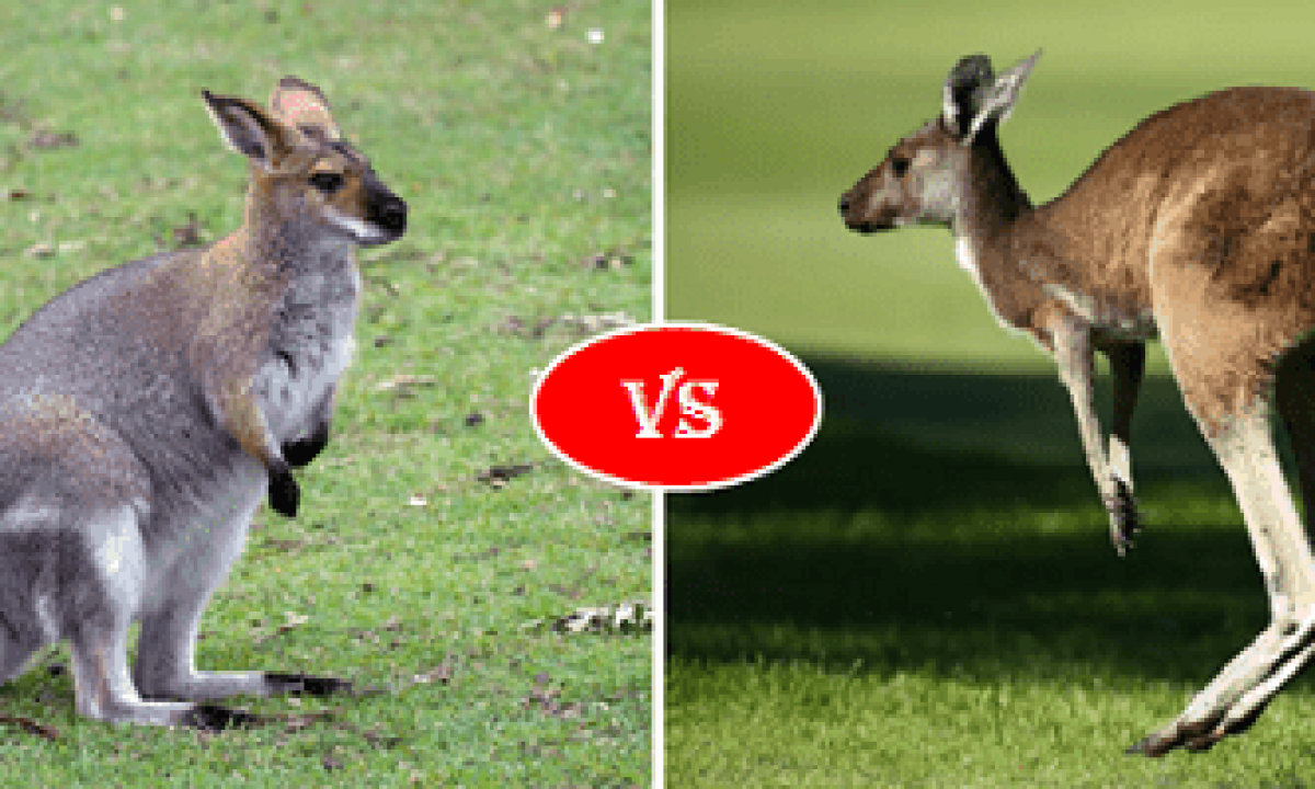 Wallaby Vs Kangaroo Vs Wallaroo