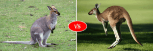 wallaby vs kangarro