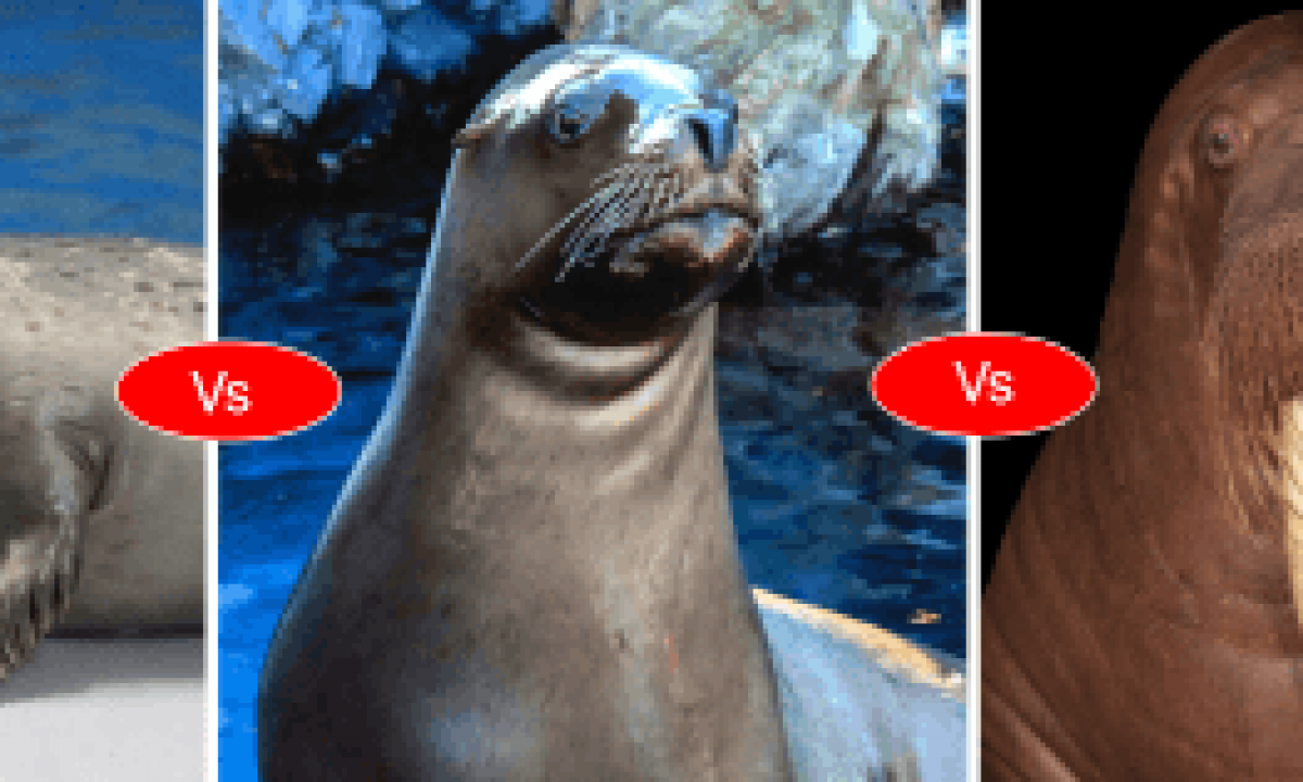 Walrus Vs Sea Lion