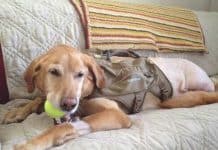 5 Major Health Problems That Arise In A Labrador Retriever labrador retriever dog cancer