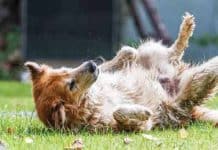 What Are The Effects Of Cbd Oil On Canine Seizures In Dogs? seizures in dogs treatment