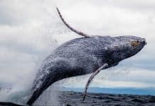 30 Biggest Animals In The World