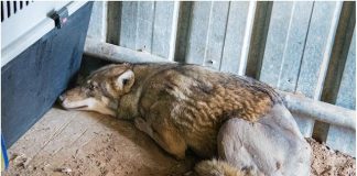 This Wolf Was Hit By A Car And Left To Die. What Happened Next Is So Touching