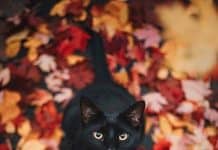 40 Cutest Cat Images That Will Make Your Day So Much Better