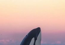 Best Whale Photos You Never Seen Before