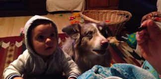 Mom Bribes Baby To Say “Mama”, With Food, Dies Of Laughter When Dog Says “Mama” First