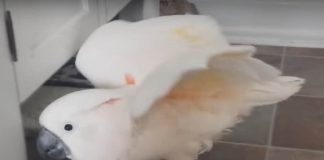 Dad Just Came Home From Work, And His Cockatoo Has A Lot To Complain About The House Cat