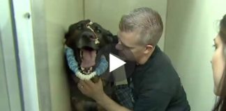 Bruno The K-9 German Shepard Meets His Partner Again