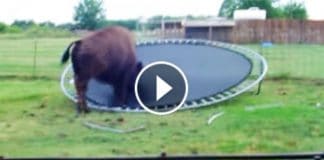 Curious Buffalo Tests Out A Trampoline. But What Follows Next? I Can’t Handle It!
