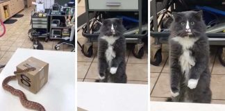 Cat Is Stunned As It Sees Snake For The First Time At Vet And The Video Goes Viral