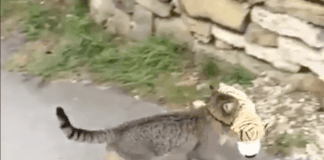 Cat Brings Present Home For His Humans And It Is Absolutely Adorable