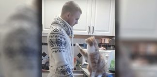 Every Morning Before He Leaves, His Cat Gives Him A Special Goodbye, Wait Until You See It!