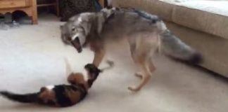 Coyote Looks Like It Is About To Attack This Cat, But Then You See What They’re Really Doing…