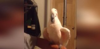 Dad Told Her A Joke, But Cockatoo’s Reaction Will Leave You In Stitches