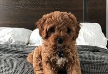 40 Best Dog Images That You Will See Today