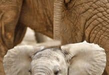 Best Elephant Photos You Never Seen Before