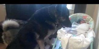 Husky Approaches Newborn Baby. Now Watch The German Shepherd… Omg
