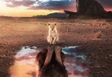 Best Lion Photos You Never Seen Before