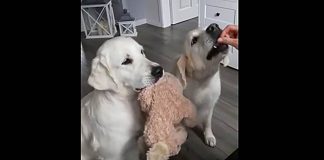 Mom Feeds Dog A Treat, But It’s What The Dog With The Bear Does That Has The Internet In Fit Of Laughter