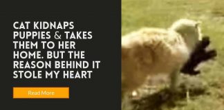 Cat Kidnaps Puppies And Takes Them To Her Home. But The Reason Behind It Stole My Heart