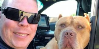 Gigantic Stray Pit Bull Charges Terrified Cop – Seconds Later, The Pup Reveals His True Motives