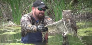 Frightened Owl Is Trapped And Can’t Free Itself – Now Watch Its Reaction When A Guy Comes To Help