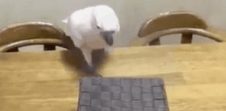 Parrot Opens Box And Finds Cat Hiding Inside. Internet In A Fit Of Laughter Over The Bird’s Reaction
