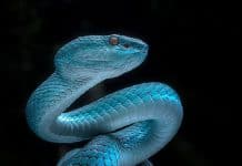 Best Snake Photos You Never Seen Before
