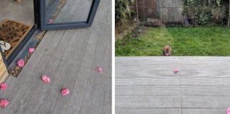 Woman Keeps Finding Pink Flowers On Her Porch Every Day – One Day She Finally Catches Her Secret Admirer In Action