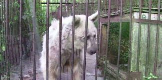 Bear Was Held Captive For Over 30 Years, Has Priceless Reaction When She’s Finally Freed