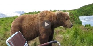 Man Was Relaxing In His Camping Chair, Then A Huge Brown Bear Decides To Sit Next To Him