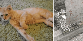 1 Yr-old Cat Confined To Bird Cage Her Entire Life – Now Watch Her Reaction When She’s Finally Freed