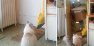 Soldier Has Been Away For Months – Cat’s Heartwarming Reaction To Seeing Him Says It All