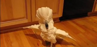 Cockatoo Loses Temper At Owner For Not Doing His Dishes. His Hilarious Tantrum Is Leaving Internet In Hysterics