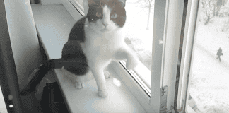 Owner Opens Window To Let Cold Air Inside House. Cat’s Hilarious Reaction Has Thousands In Stitches