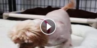 She Was Left In A Cage For 9 Yrs. My Heart Broke When I Saw Her Reaction To Her First Bed!