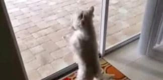 Dog Can’t Even Believe What’s Behind His New Home