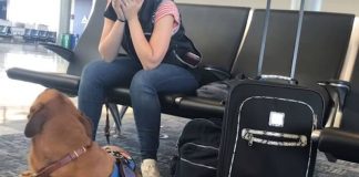 Service Dog At Airport Notices Owner Starts To Shake. Footage Of His Quick Reaction Instantly Goes Viral