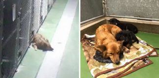 Dog Sneaks Out Of Kennel To Comfort Puppies