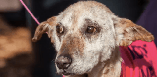Senior Dog Dropped At Vet To Be Euthanized. One Look Into His Eyes, The Vet Stops In His Tracks