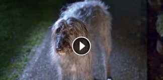 Scared Dog Escapes Abusive Owner, Then Waits On A Strangers Doorstep…